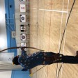 Archery image